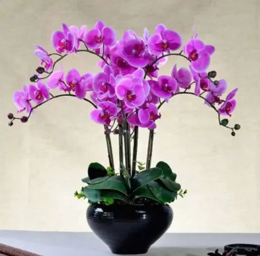 Premium Orchids image 2