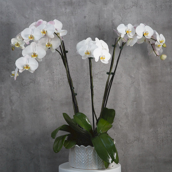 Premium Orchids image 3