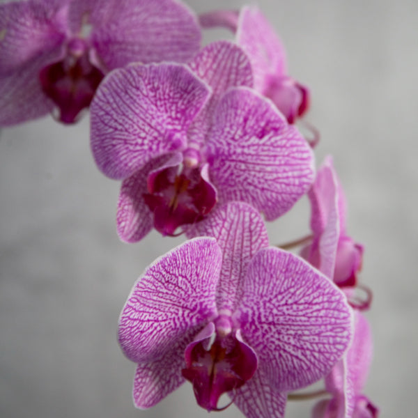 Premium Orchids image 4